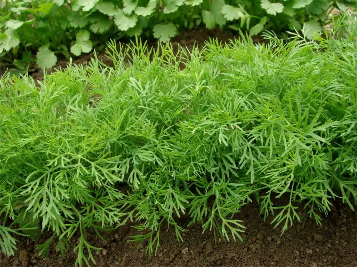 Aneto in Vaso 14 cm – Altezza 20 cm, Pianta Aromatica