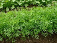 Aneto in Vaso 14 cm – Altezza 20 cm, Pianta Aromatica