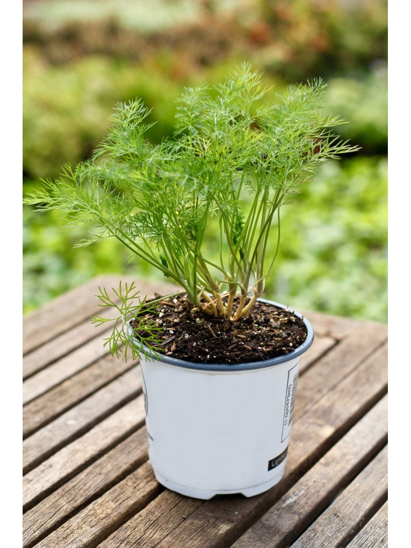 Aneto in Vaso 14 cm – Altezza 20 cm, Pianta Aromatica