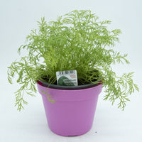 Aneto in Vaso 14 cm – Altezza 20 cm, Pianta Aromatica