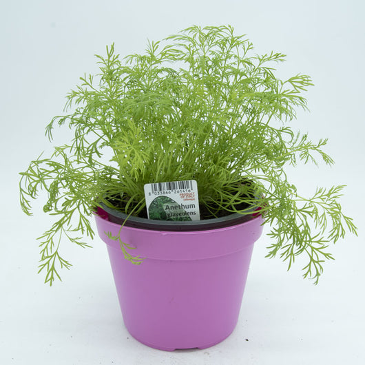 Aneto in Vaso 14 cm – Altezza 20 cm, Pianta Aromatica