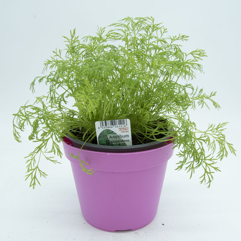 Aneto in Vaso 14 cm – Altezza 20 cm, Pianta Aromatica