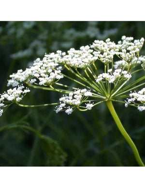 Anice Verde in Vaso 14 cm – Altezza 20 cm, Pianta Aromatica