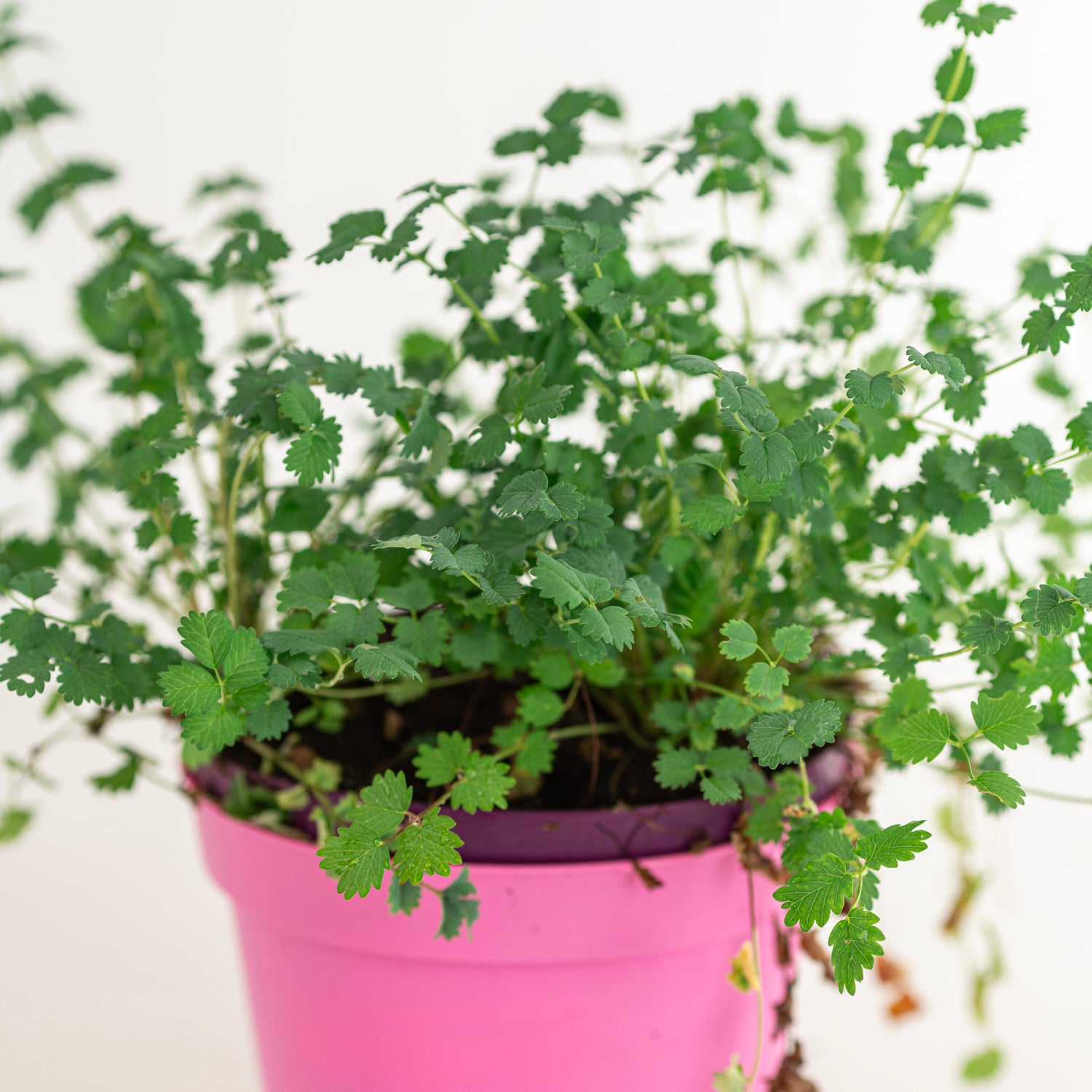 Anice Verde in Vaso 14 cm – Altezza 20 cm, Pianta Aromatica