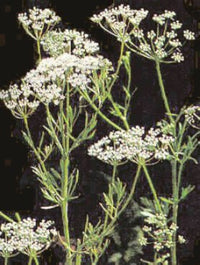 Anice Verde in Vaso 14 cm – Altezza 20 cm, Pianta Aromatica