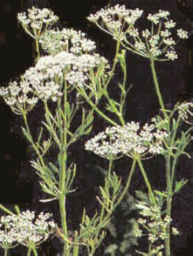 Anice Verde in Vaso 14 cm – Altezza 20 cm, Pianta Aromatica