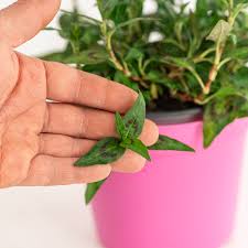 Coriandolo in Vaso 14 cm – Altezza 20 cm, Pianta Aromatica