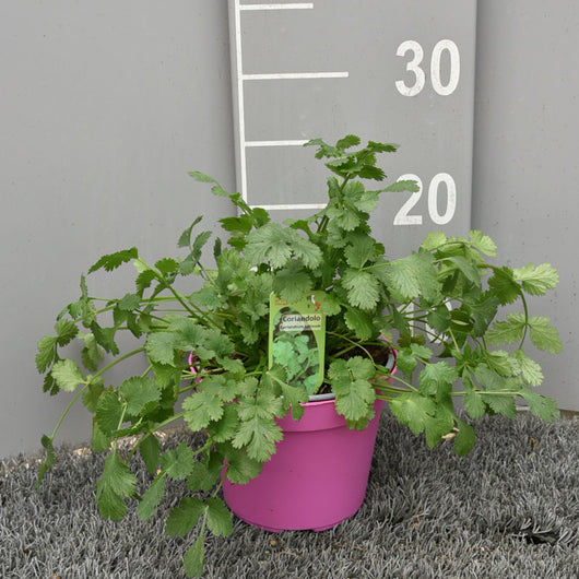 Coriandolo in Vaso 14 cm – Altezza 20 cm, Pianta Aromatica