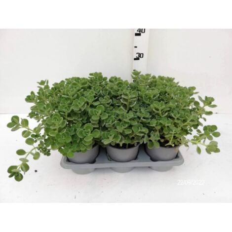 Origano Cubano in Vaso 14 cm – Altezza 20 cm, Aromatica