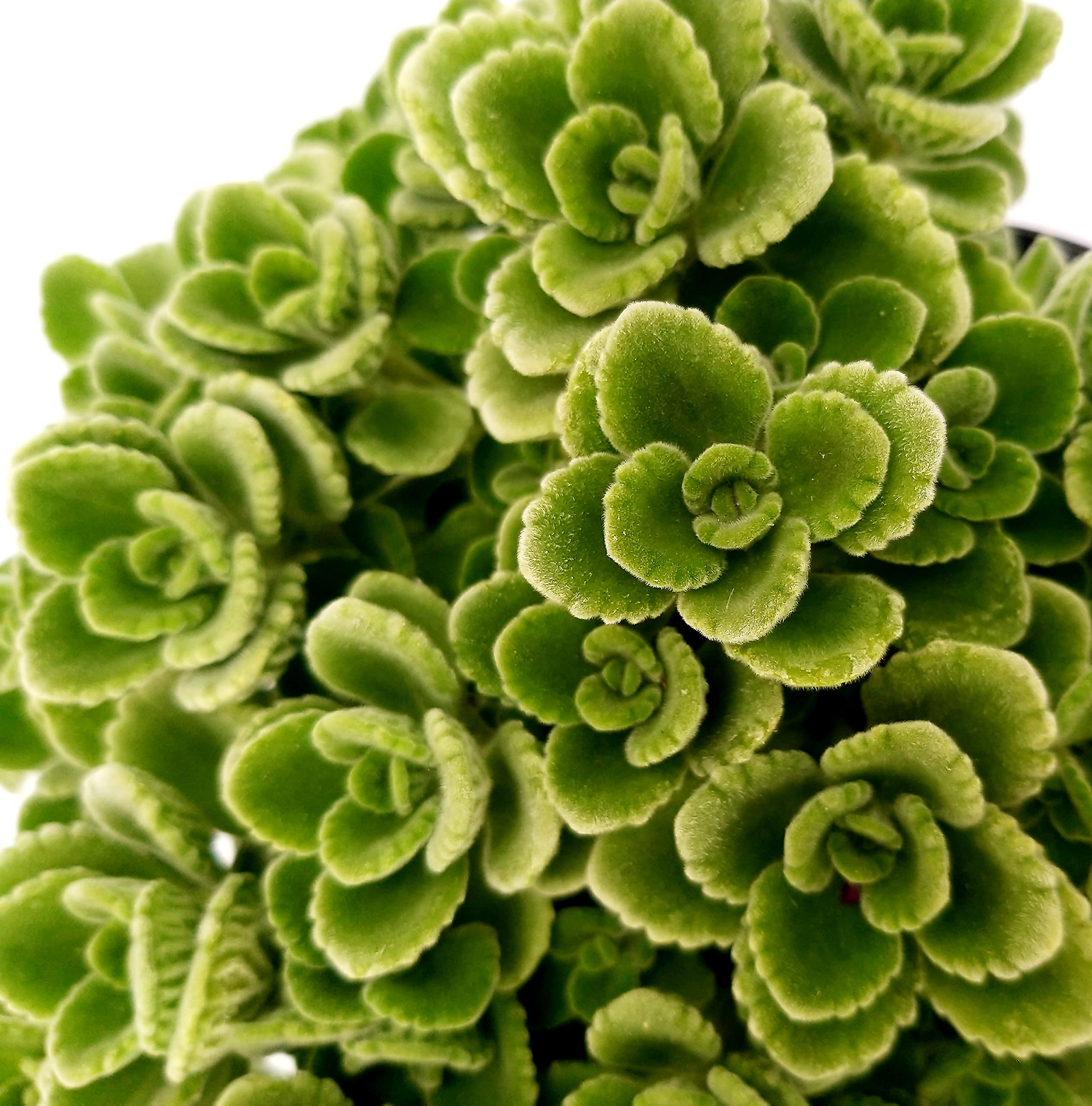 Origano Cubano in Vaso 14 cm – Altezza 20 cm, Aromatica