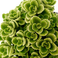 Origano Cubano in Vaso 14 cm – Altezza 20 cm, Aromatica