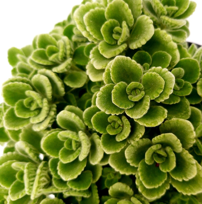 Origano Cubano in Vaso 14 cm – Altezza 20 cm, Aromatica