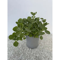 Origano Cubano in Vaso 14 cm – Altezza 20 cm, Aromatica