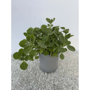 Origano Cubano in Vaso 14 cm – Altezza 20 cm, Aromatica