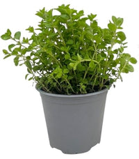 Piretro in Vaso 14 cm – Altezza 20 cm, Pianta Ornamentale