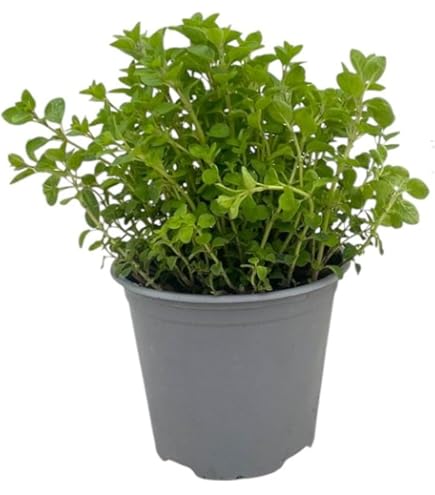 Piretro in Vaso 14 cm – Altezza 20 cm, Pianta Ornamentale