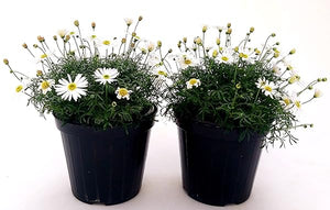 Piretro in Vaso 14 cm – Altezza 20 cm, Pianta Ornamentale