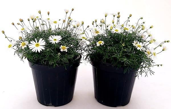 Piretro in Vaso 14 cm – Altezza 20 cm, Pianta Ornamentale