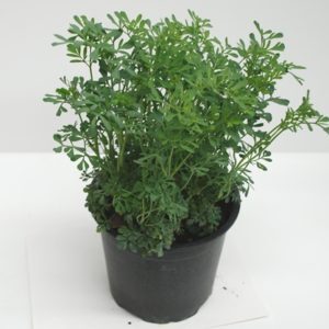 Piretro in Vaso 14 cm – Altezza 20 cm, Pianta Ornamentale