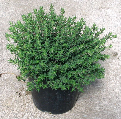 Piretro in Vaso 14 cm – Altezza 20 cm, Pianta Ornamentale