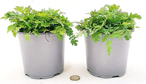 Salvia Ananas in Vaso 14 cm – Altezza 20 cm, Aromatica