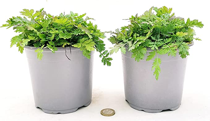 Salvia Ananas in Vaso 14 cm – Altezza 20 cm, Aromatica