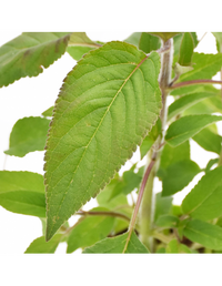 Salvia Ananas in Vaso 14 cm – Altezza 20 cm, Aromatica