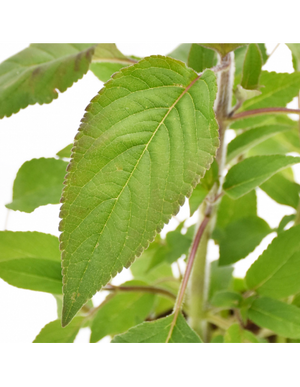 Salvia Ananas in Vaso 14 cm – Altezza 20 cm, Aromatica