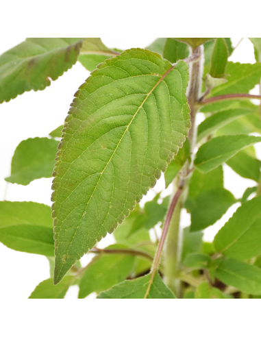 Salvia Ananas in Vaso 14 cm – Altezza 20 cm, Aromatica