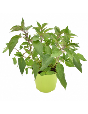 Salvia Ananas in Vaso 14 cm – Altezza 20 cm, Aromatica