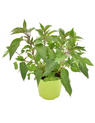 Salvia Ananas in Vaso 14 cm – Altezza 20 cm, Aromatica