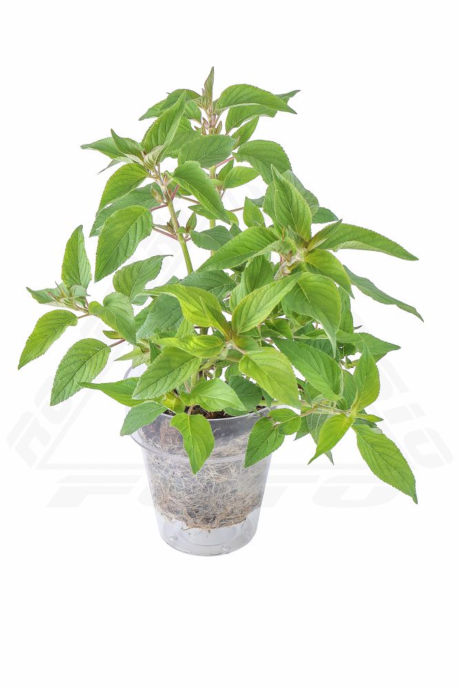Salvia Ananas in Vaso 14 cm – Altezza 20 cm, Aromatica