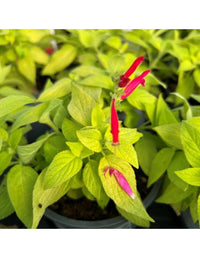 Salvia Melon in Vaso 14 cm – Altezza 20 cm, Aromatica