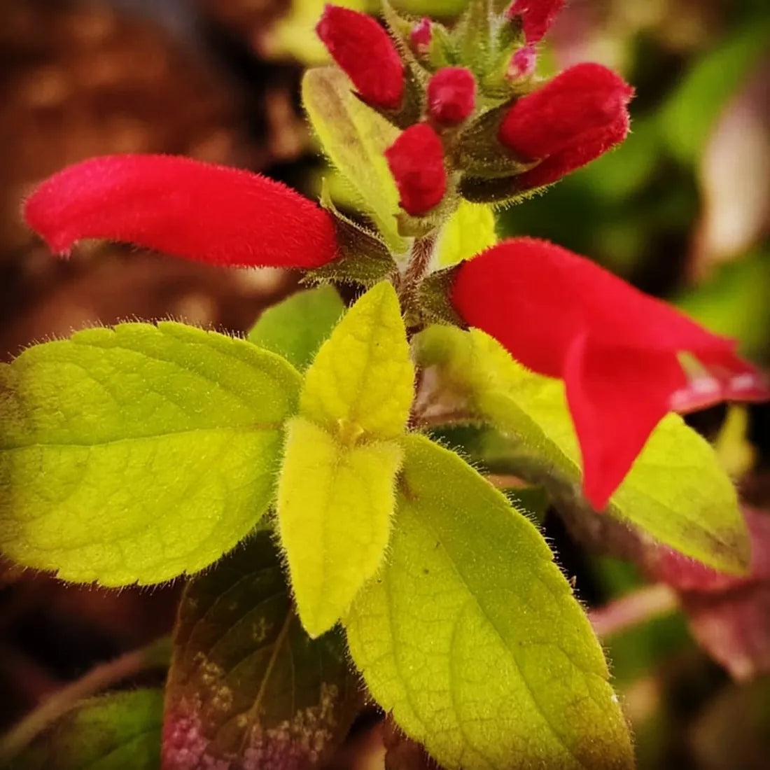 Salvia Melon in Vaso 14 cm – Altezza 20 cm, Aromatica