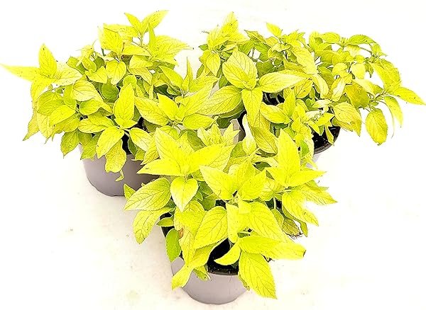 Salvia Melon in Vaso 14 cm – Altezza 20 cm, Aromatica