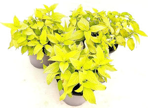 Salvia Melon in Vaso 14 cm – Altezza 20 cm, Aromatica