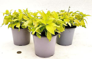 Salvia Melon in Vaso 14 cm – Altezza 20 cm, Aromatica