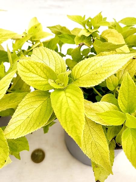 Salvia Melon in Vaso 14 cm – Altezza 20 cm, Aromatica