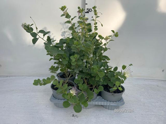 Cappero in Vaso 14 cm – Altezza 20 cm, Pianta Mediterranea