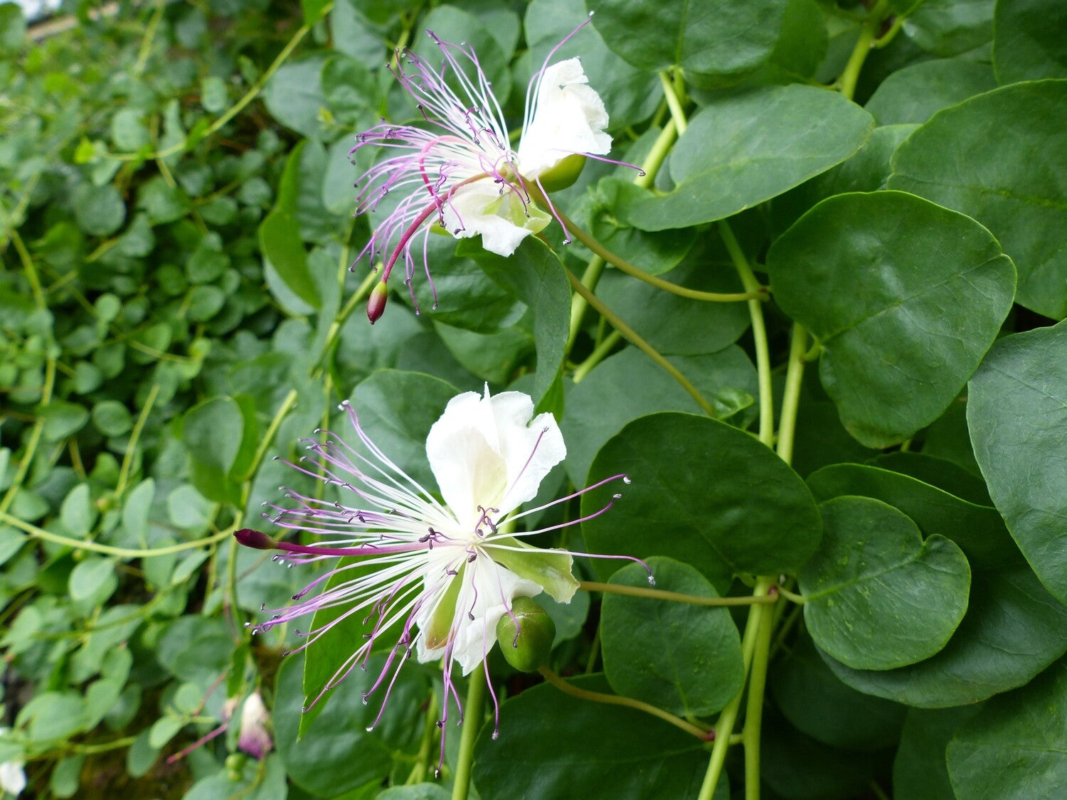 Cappero in Vaso 14 cm – Altezza 20 cm, Pianta Mediterranea