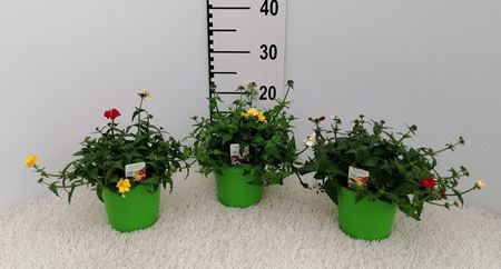 Nemesia Sunsatia in Vaso 14 cm – Altezza 20 cm, Fioritura Colorata
