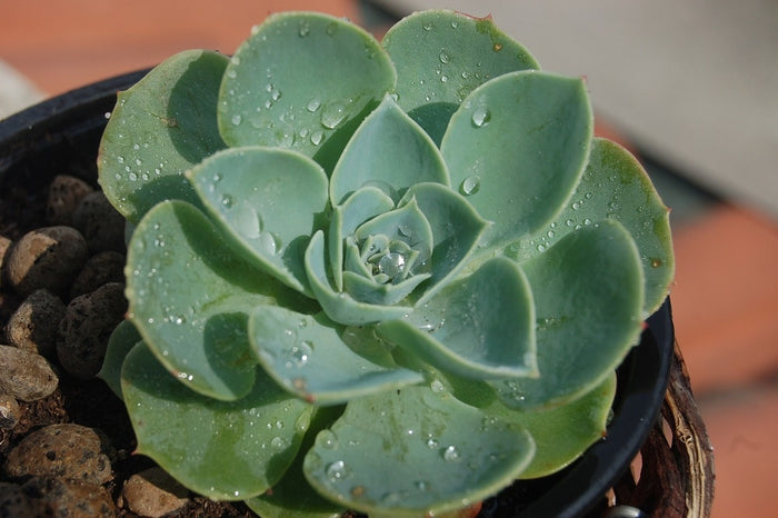Echeveria in Vaso 14 cm – Altezza 20 cm, Pianta Grassa Succulenta