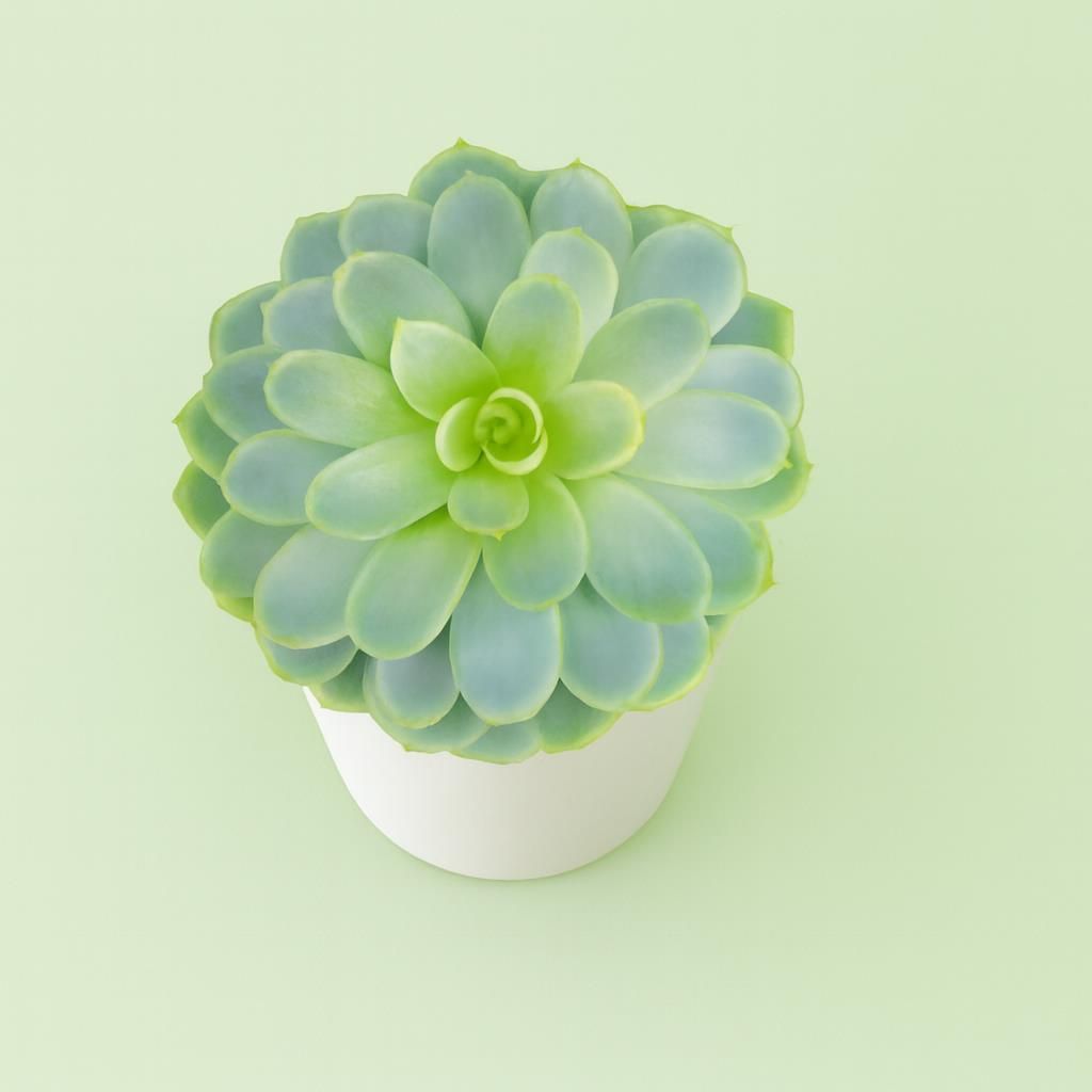 Echeveria in Vaso 14 cm – Altezza 20 cm, Pianta Grassa Succulenta