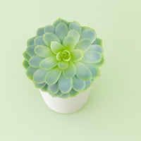 Echeveria in Vaso 14 cm – Altezza 20 cm, Pianta Grassa Succulenta