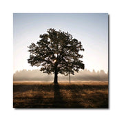 Canvas Stampato Alta risoluzione 70x70 cm ALBERO Telaio in Legno Tela in cotone