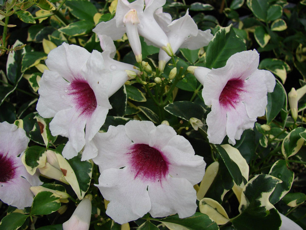 Pianta di PANDOREA JASMINOIDES BIgnonia VARIEGATA h 150 fiore rosa vaso 18 cm