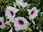 Pianta di PANDOREA JASMINOIDES BIgnonia VARIEGATA h 150 fiore rosa vaso 18 cm