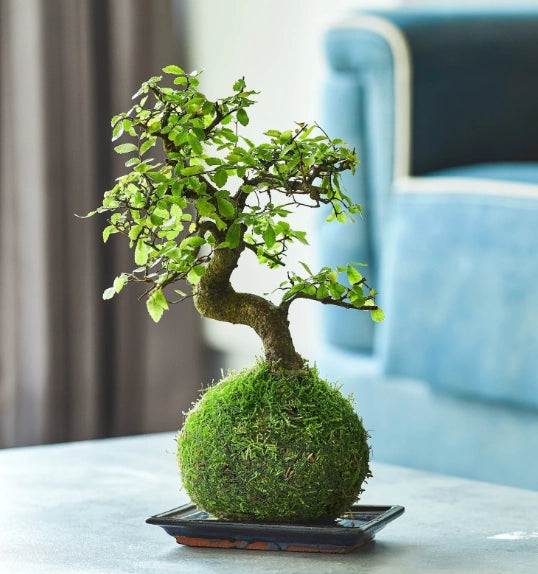 Kokedama di Bonsai ficus foto reali