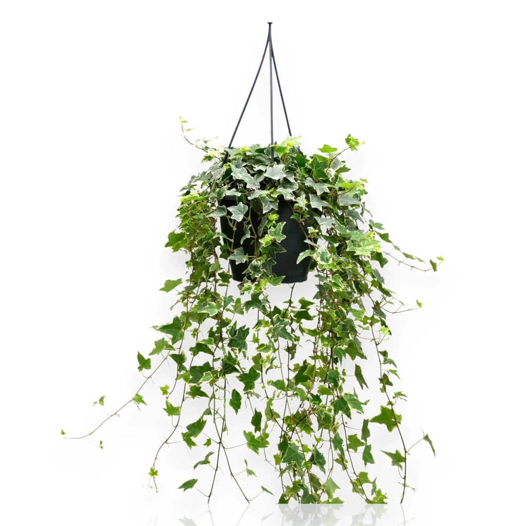 Gardenaria Edera - Hedera helix 'Eva' - Pianta da interno ornamentale Altezza: 50 cm (vaso 19)