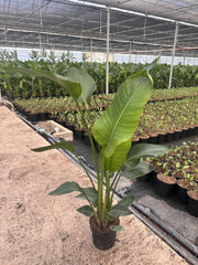STRELITZIA NICOLAI VASO 24 (3P)